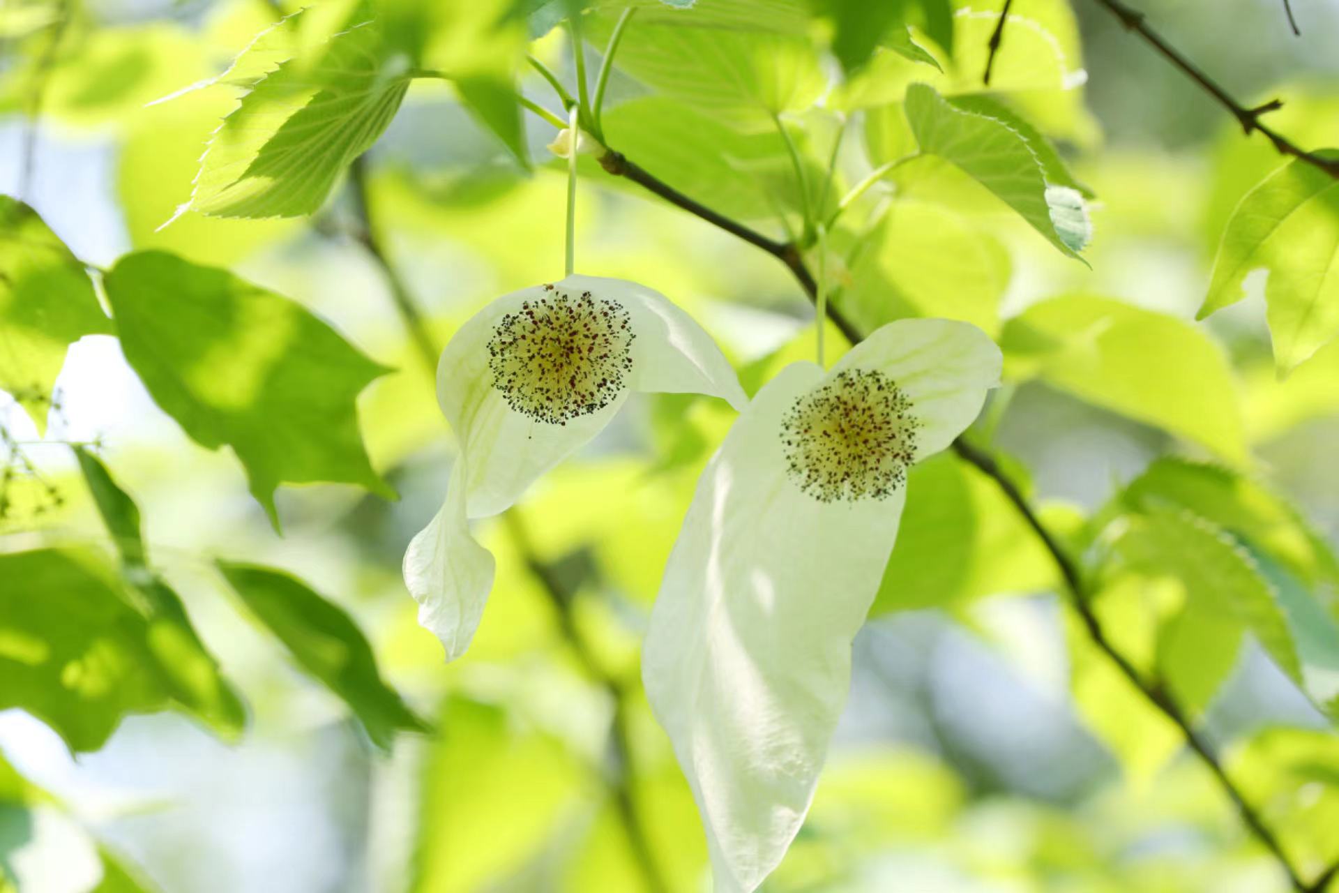 珙桐(中国鸽子树)