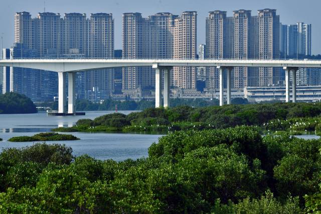 《澳门红树林》在澳门路氹,居住区附近的大片红树林。黄明辉(澳门) 摄