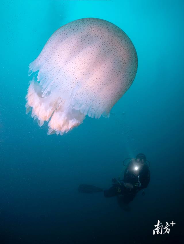 《同游》广东珠海蚊尾州岛海域,潜水员与水母同游。何棹樑(澳门) 摄